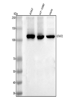 STAT2 Antibody