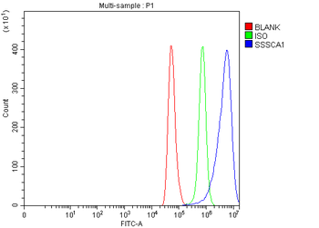 Anti-SSSCA1/ZNRD2 Antibody