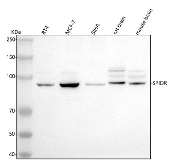 Anti-SPIDR Antibody