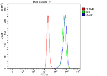 Anti-SOAT1 Antibody