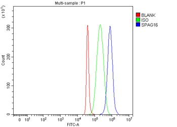 SPAG16 Antibody