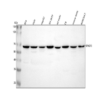 SPAG16 Antibody