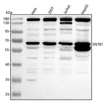 Anti-SNTB1 Antibody