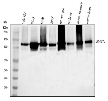 Anti-SMTN Antibody