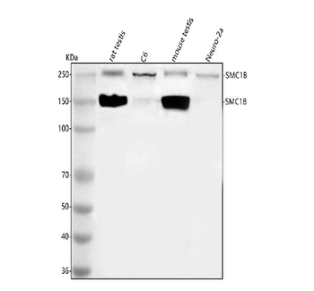 SMC1B Antibody