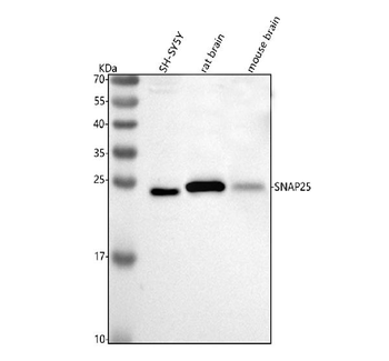 Anti-SNAP25 Antibody