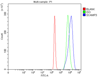 Anti-SCAMP3 Antibody