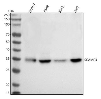 Anti-SCAMP3 Antibody