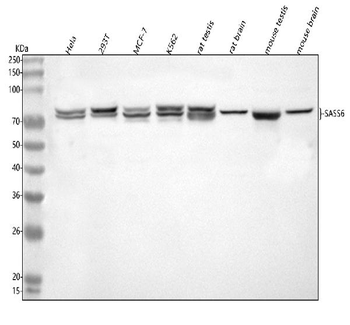 Anti-SASS6 Antibody