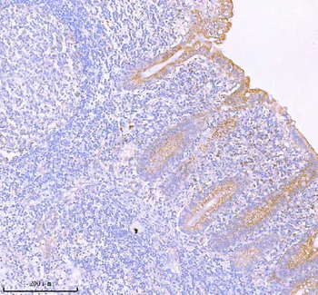 Anti-SASS6 Antibody