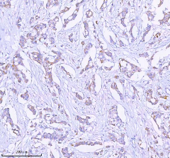 Anti-SASS6 Antibody