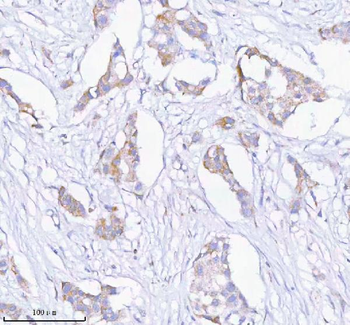 Anti-SASS6 Antibody