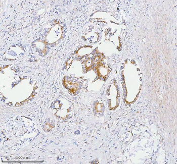 Anti-SASS6 Antibody
