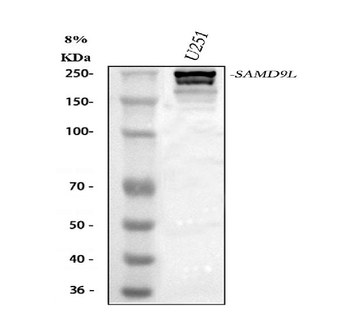 Anti-SAMD9L Antibody
