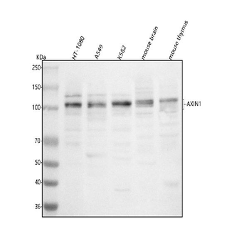 Anti-AXIN1 Antibody