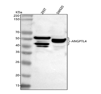Anti-ANGPTL4 Antibody