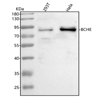 BCHE Antibody