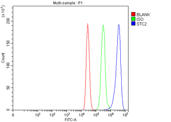 Anti-Stanniocalcin 2/STC2 Antibody
