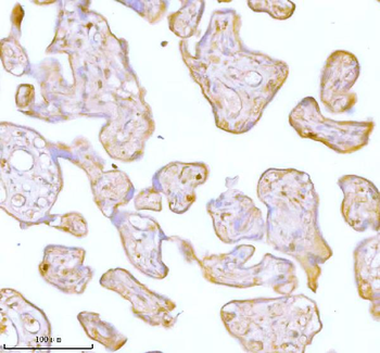 Anti-Stanniocalcin 2/STC2 Antibody