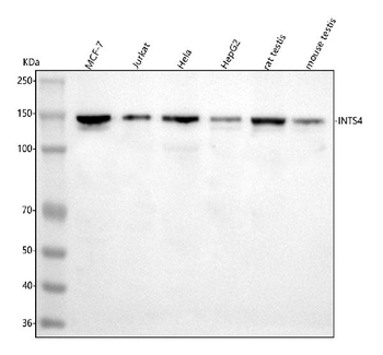 Anti-INTS4 Antibody