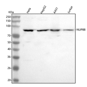 Anti-NUP88 Antibody