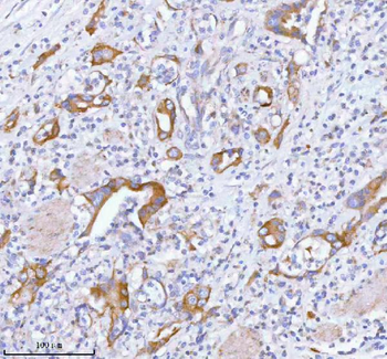 Anti-TNIK Antibody