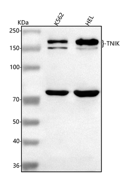 Anti-TNIK Antibody