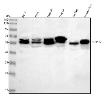 Anti-HERP/HERPUD1 Antibody