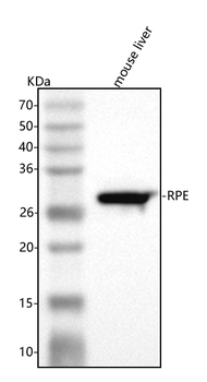 Anti-RPE Antibody