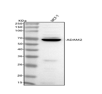 Anti-ADAM2 Antibody