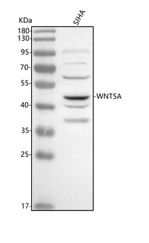 WNT5A Antibody