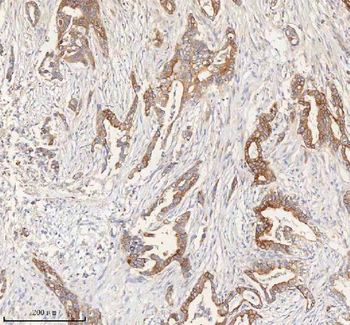 Anti-ERBB4 Antibody