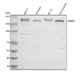 Anti-ERBB4 Antibody