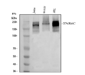 TNRC6C Antibody