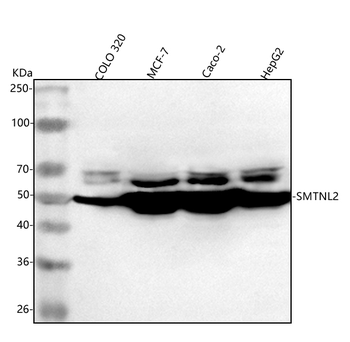 Anti-SMTNL2 Antibody