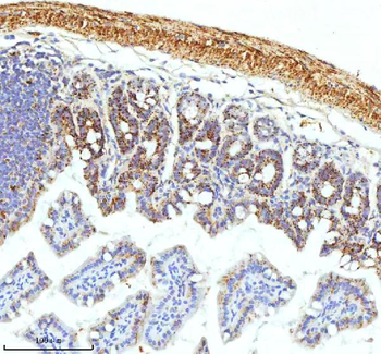 Anti-SLC6A20 Antibody