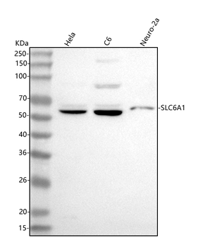 GAT1/SLC6A1 Rabbit Polyclonal Antibody