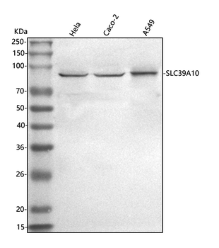 SLC39A10 Antibody