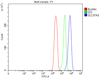 SLC37A3 Antibody