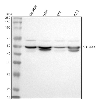 Anti-SLC37A3 Antibody