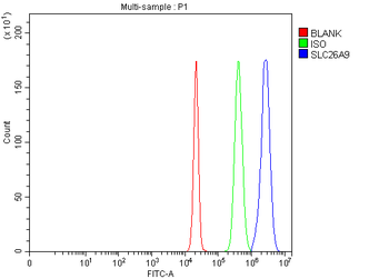 SLC26A9 Antibody