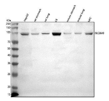 Anti-SLC26A9 Antibody