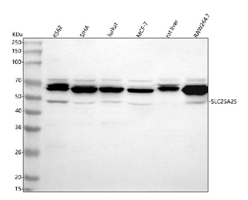 Anti-SLC25A25 Antibody