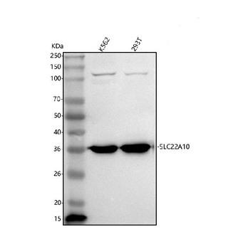 Anti-SLC22A10 Antibody