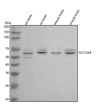 SLC13A4 Antibody