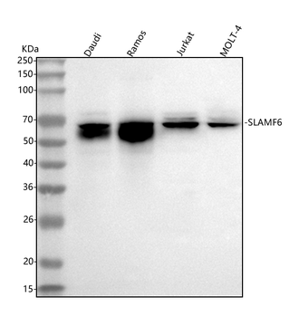 SLAMF6 Antibody