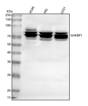 Anti-SHKBP1 Antibody