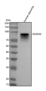 Anti-SH2D3C Antibody