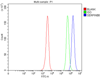 SERPINB8 Antibody