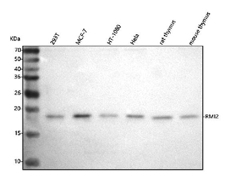 C16orf75/RMI2 Antibody